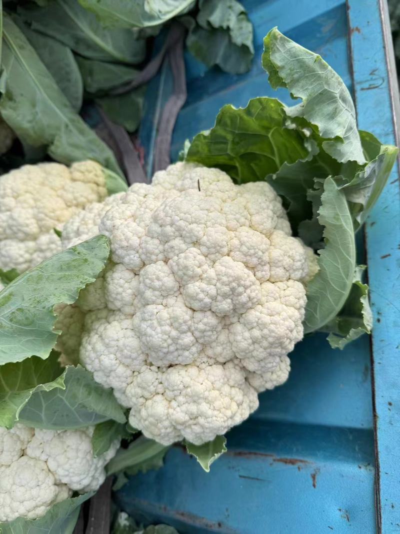 精品菜花松花菜产地直达一手货源供应电商市场超市