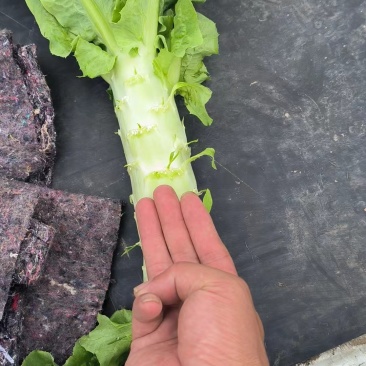 【热卖中】精品三青皮莴笋产尖叶莴苣无空心大量上市批发团购