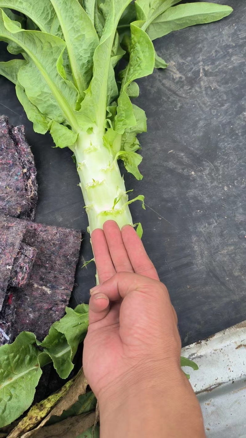 【热卖中】精品三青皮莴笋产尖叶莴苣无空心大量上市批发团购