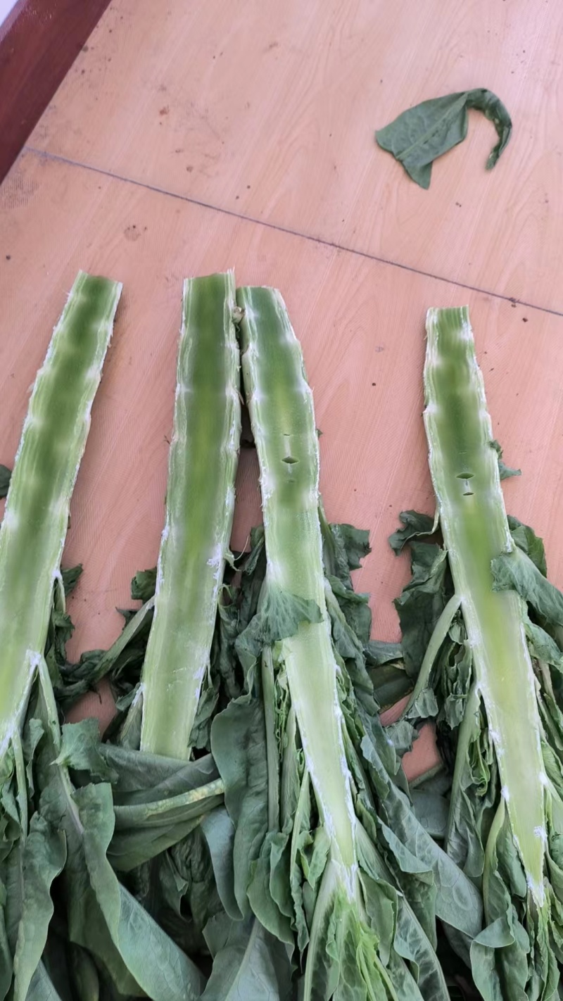 精品三青皮莴笋尖叶莴苣无空心坏烂包赔诚信经营批发团购量大从优