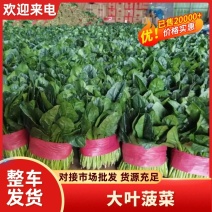 精品菠菜大量供应价格实惠一首货源货源充足