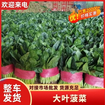 精品菠菜大量供应价格实惠一首货源货源充足