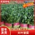 精品菠菜大量供应价格实惠一首货源货源充足