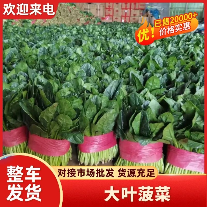 精品菠菜大量供应价格实惠一首货源货源充足