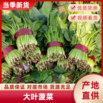 精品菠菜山东菠菜全年供货价格实惠大量批发货