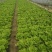 【精品】江苏淮安生菜意大利生菜产地直供一手货源价格优惠