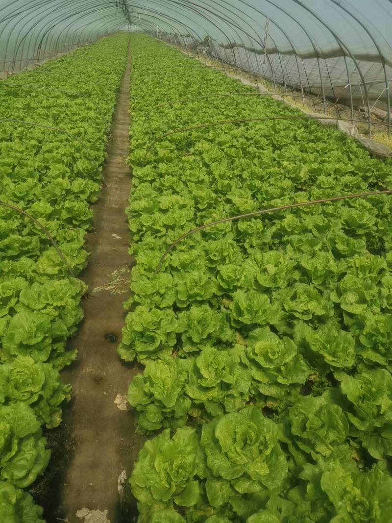 【精品】江苏淮安生菜意大利生菜产地直供一手货源价格优惠