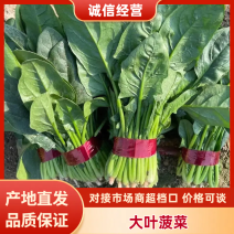 【推荐】山东品质菠菜，全年供货，价格实惠，量大从优