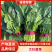 【推荐】山东品质菠菜，全年供货，价格实惠，量大从优
