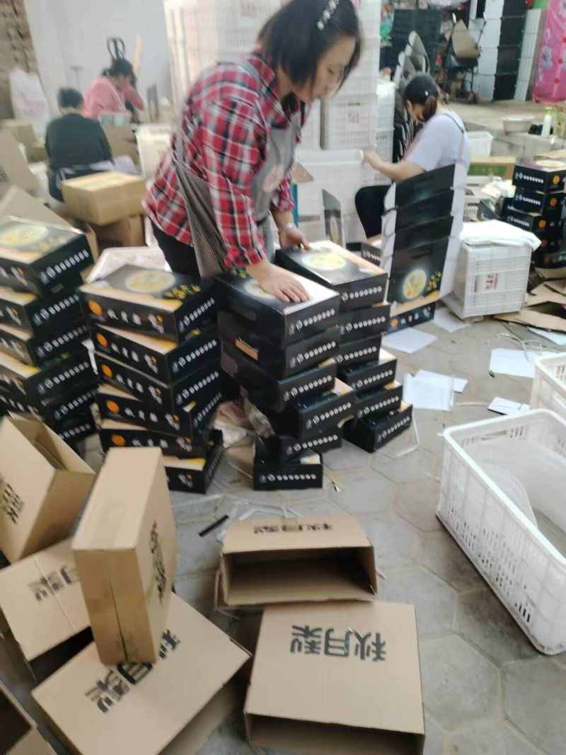 山东莱阳秋月梨一件代发产地直发一手货源对接各大电商平台
