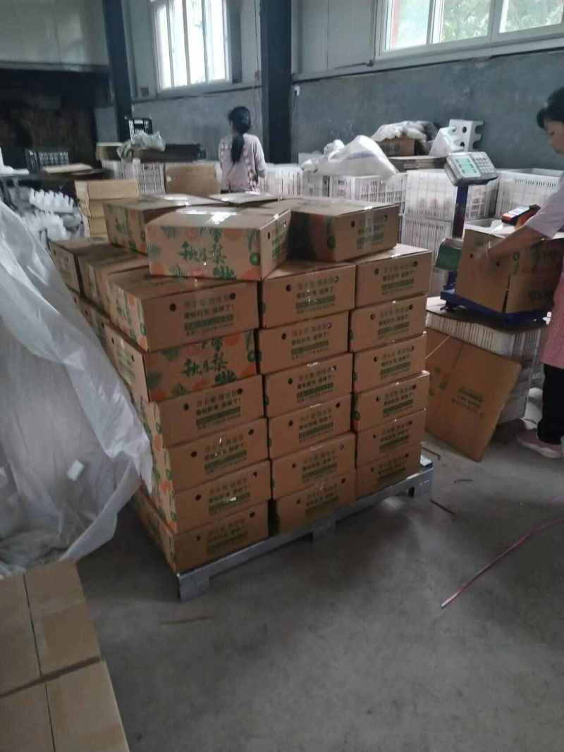 山东莱阳秋月梨一件代发产地直发一手货源对接各大电商平台