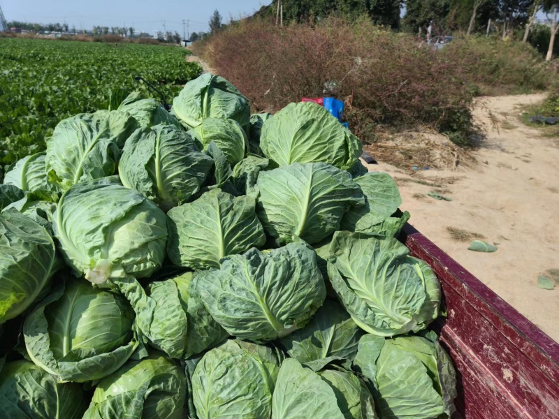 陕西甘蓝精品大量上新基地新鲜发货量大可优惠全国发货