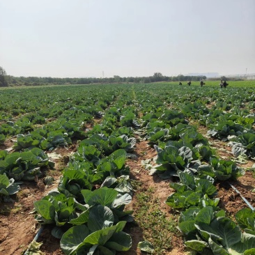 陕西甘蓝精品大量上新基地新鲜发货量大可优惠全国发货