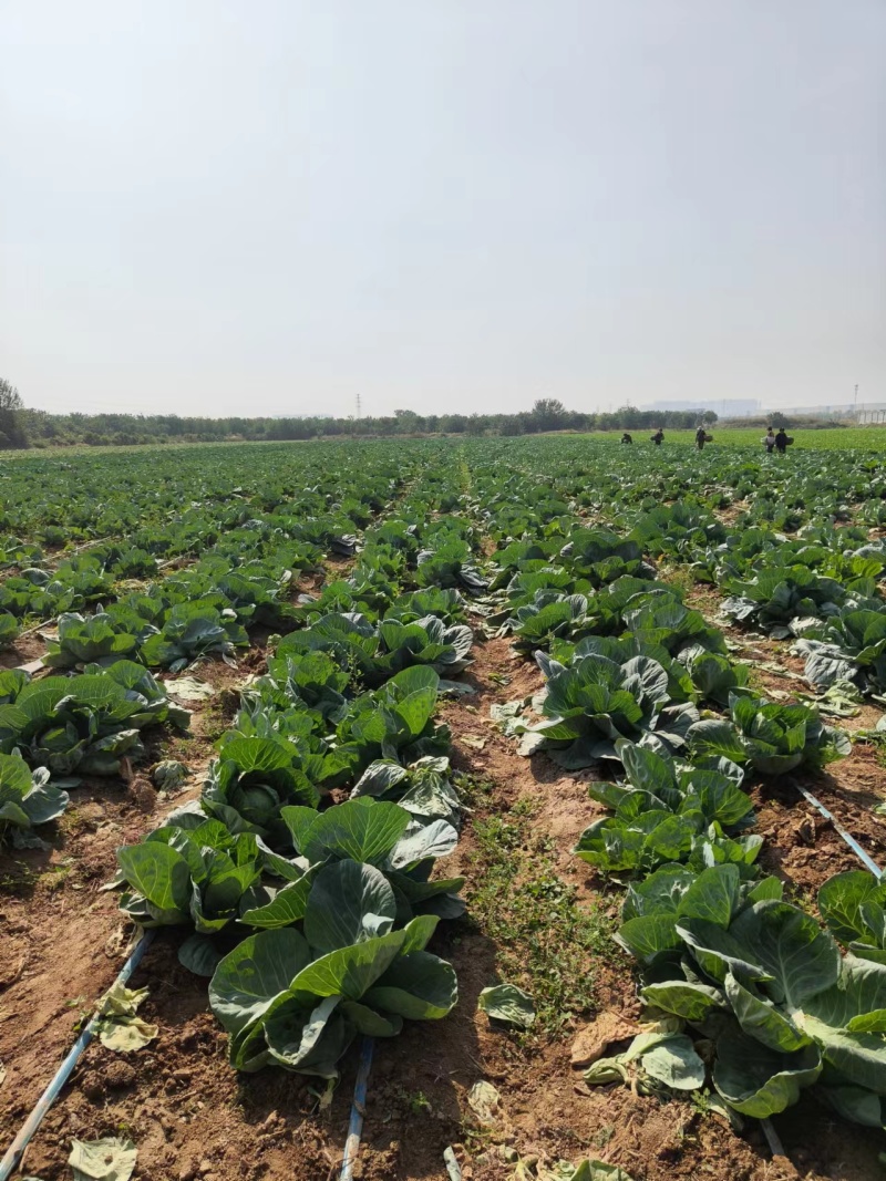 陕西甘蓝精品大量上新基地新鲜发货量大可优惠全国发货