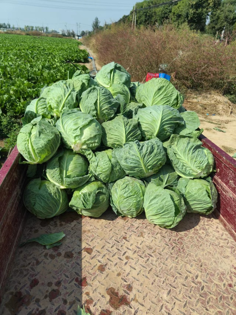 陕西甘蓝精品大量上新基地新鲜发货量大可优惠全国发货