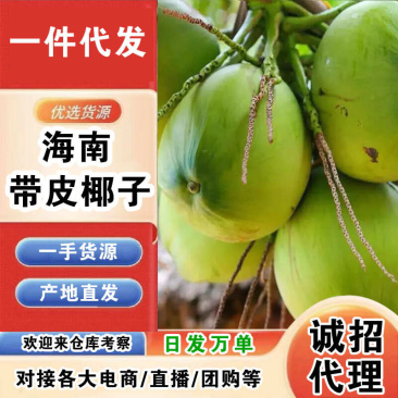 海南带皮椰子一件代发产地直发一手货源对接各大电商平台