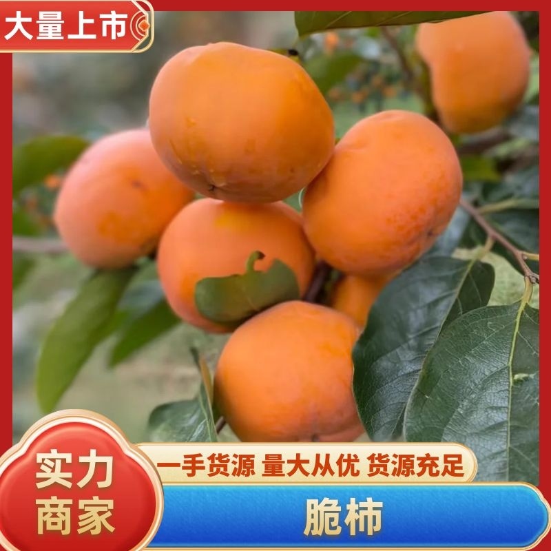 脆柿陕西柿子大量供应产地直发提供一条龙服务