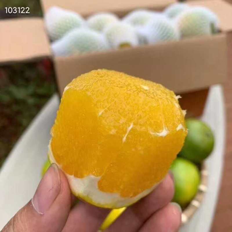 云南哀牢山冰糖橙一件代发产地直发一手货源对接各大电商平台