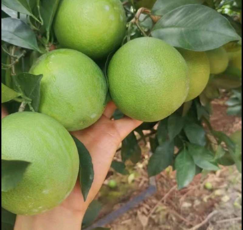 云南哀牢山冰糖橙一件代发产地直发一手货源对接各大电商平台