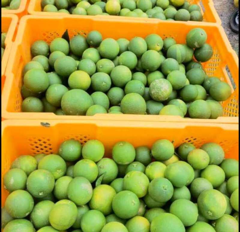 云南哀牢山冰糖橙一件代发产地直发一手货源对接各大电商平台