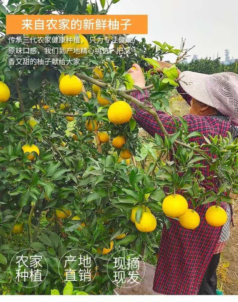 【招代理】福建葡萄柚/一件代发/产地直发/一手货源