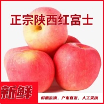 〈一件代发〉2025陕西膜袋嘎啦红富士苹果对接各大电商