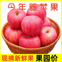 [一件代发]2025陕西红富士对接电商各大渠道