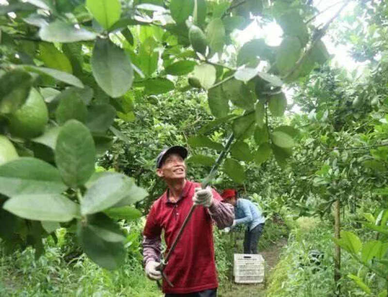 海南香水柠檬一件代发产地直发一手货源对接各大电商平台