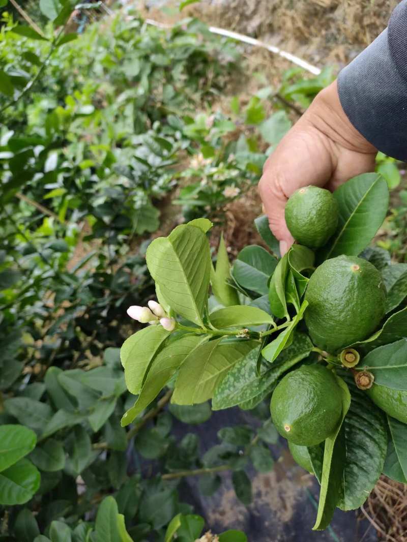 海南香水柠檬一件代发产地直发一手货源对接各大电商平台