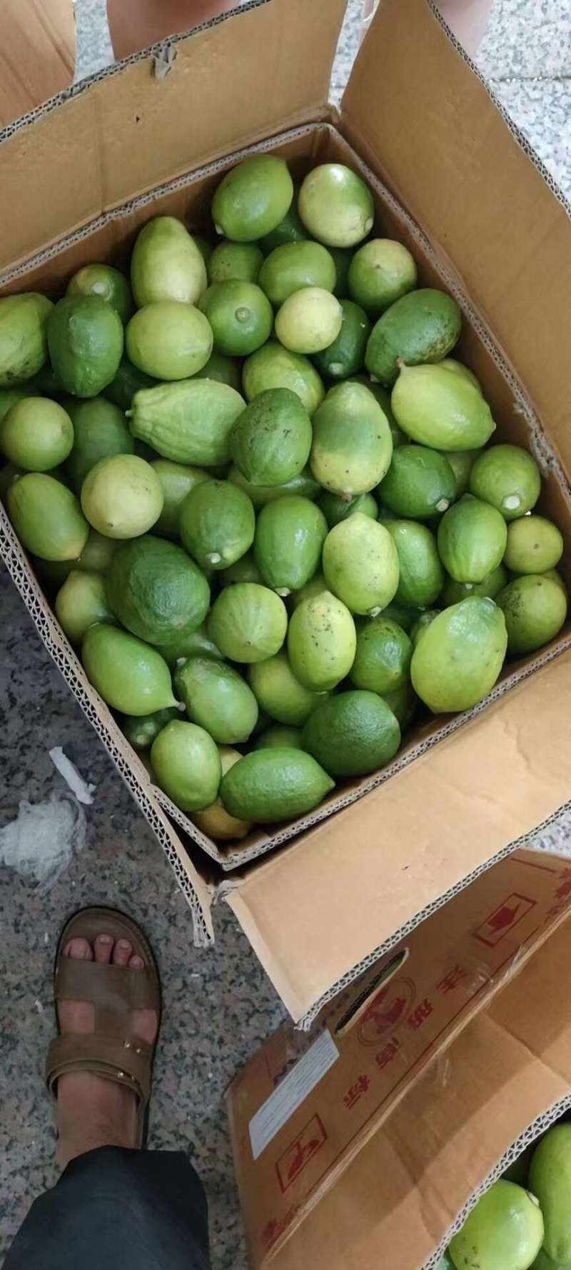 海南香水柠檬一件代发产地直发一手货源对接各大电商平台