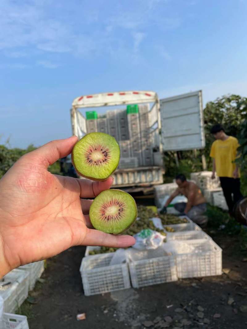 蒲江红心猕猴桃一件代发产地直发一手货源对接各大电商平台