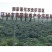 蒲江红心猕猴桃一件代发产地直发一手货源对接各大电商平台
