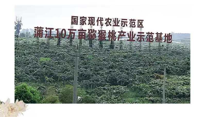 蒲江红心猕猴桃一件代发产地直发一手货源对接各大电商平台