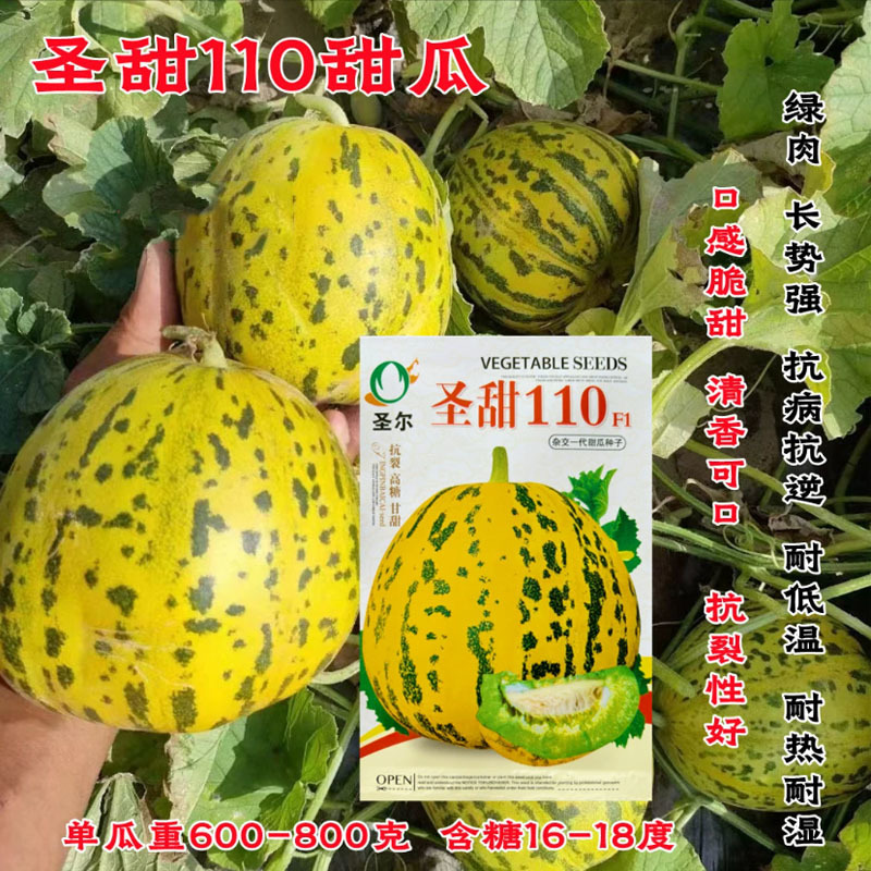 圣甜110甜瓜种子高糖新品种特甜大果八里香甜瓜种籽花皮绿