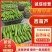 【山东】绿皮西葫芦大量上货保质保量诚信经营