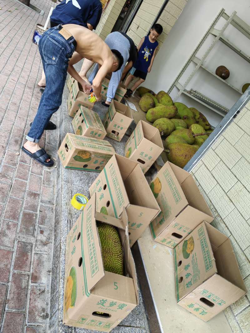海南黄肉菠萝蜜一件代发产地直发一手货源对接各大电商平台