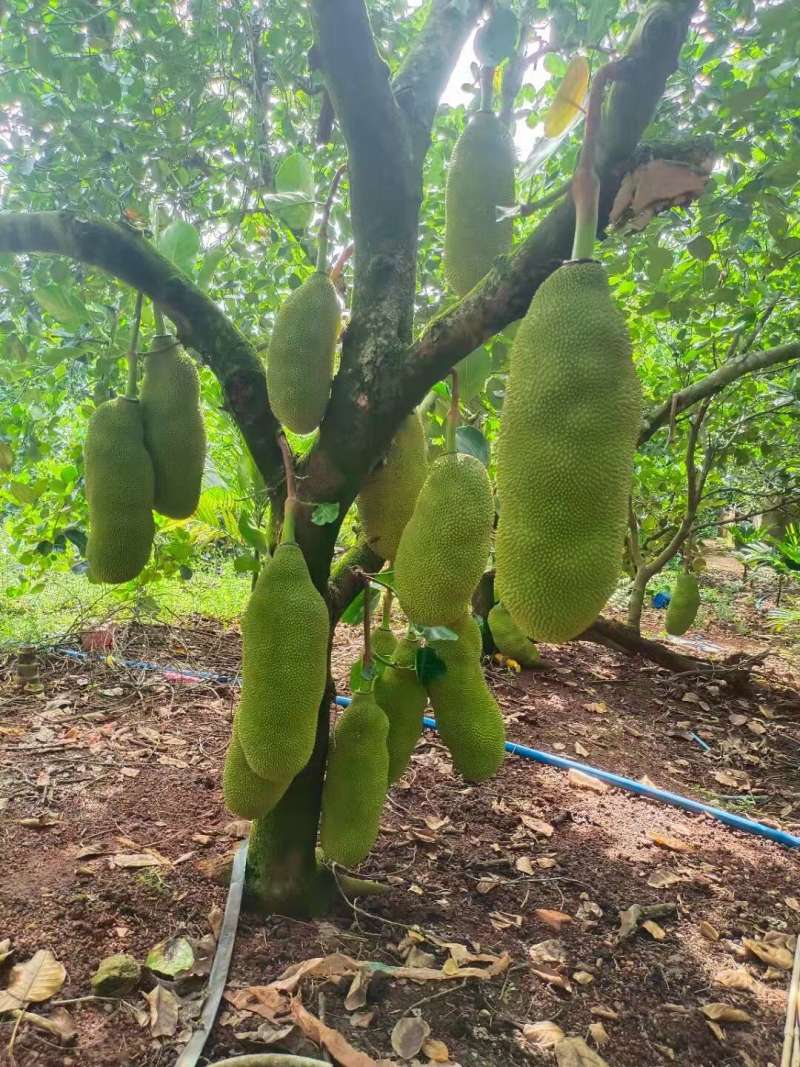 海南黄肉菠萝蜜一件代发产地直发一手货源对接各大电商平台