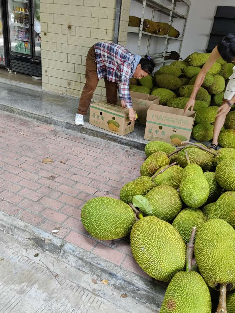海南黄肉菠萝蜜一件代发产地直发一手货源对接各大电商平台