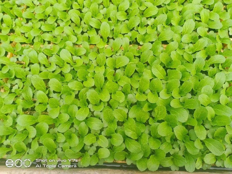 娃娃菜苗基地直发售后技术指导可送货上门保成活率
