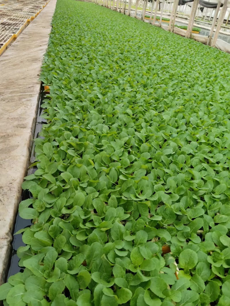 娃娃菜苗基地直发售后技术指导可送货上门保成活率