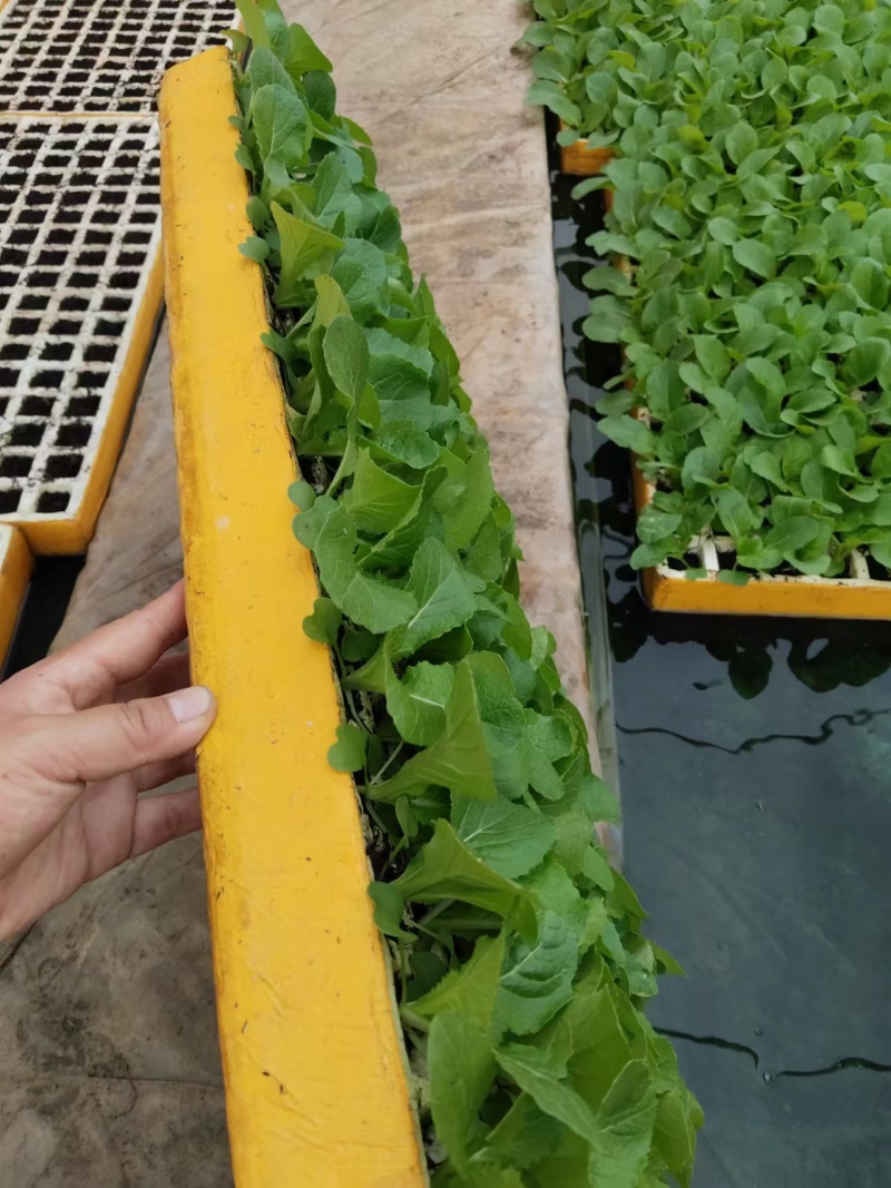 娃娃菜苗基地直发售后技术指导可送货上门保成活率