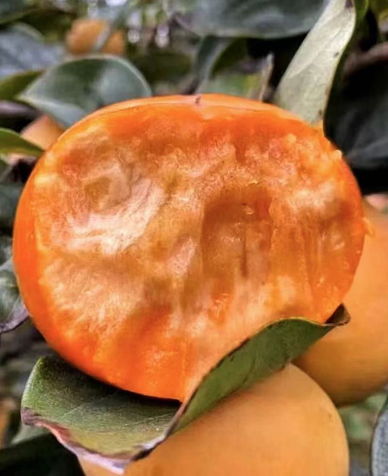【实力】陕西脆柿子-阳丰脆柿子-皮薄多汁-脆甜可口-支持看货