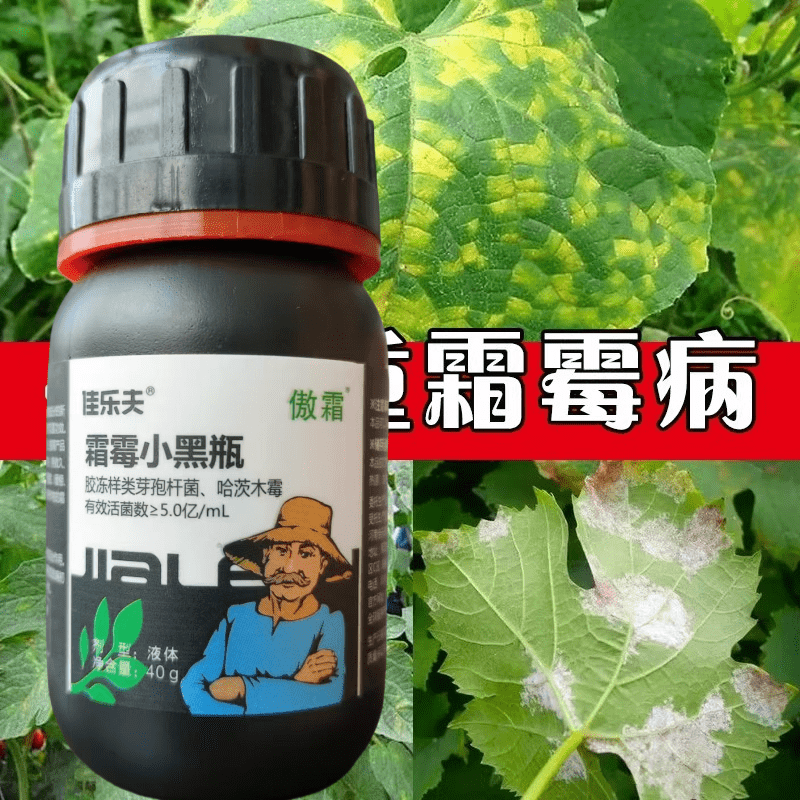 佳乐夫霜霉小黑瓶霜霉病晚疫病早疫病黄瓜番茄辣椒土豆治疗