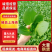 【推荐】油菜/上海青/大量有货/长期供应/欢迎来电详谈