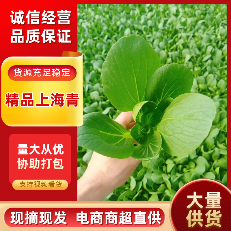 【推荐】油菜/上海青/大量有货/长期供应/欢迎来电详谈