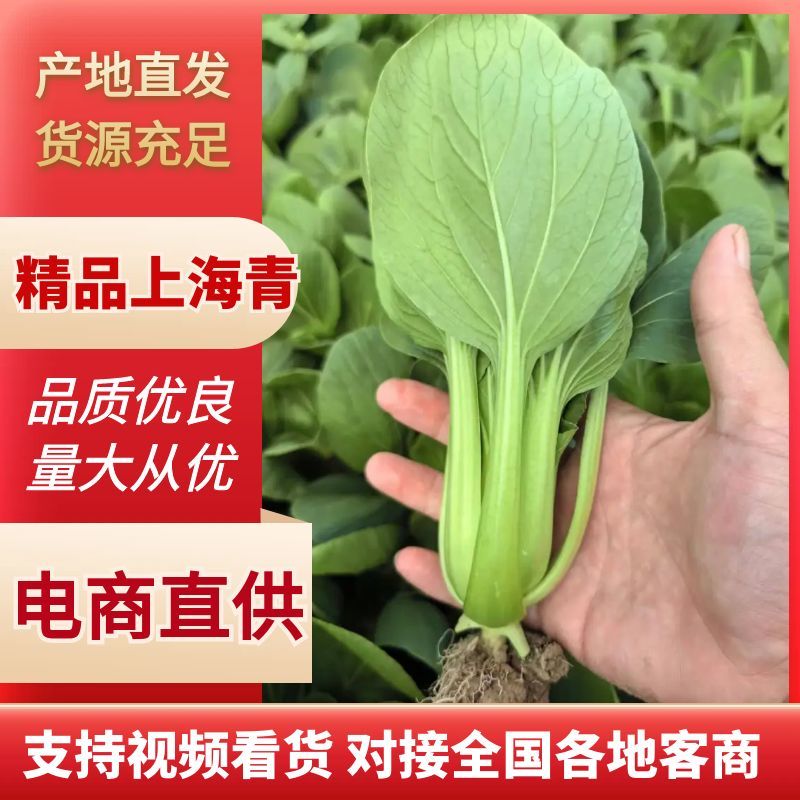 【推荐】油菜/上海青/大量有货/长期供应/欢迎来电详谈