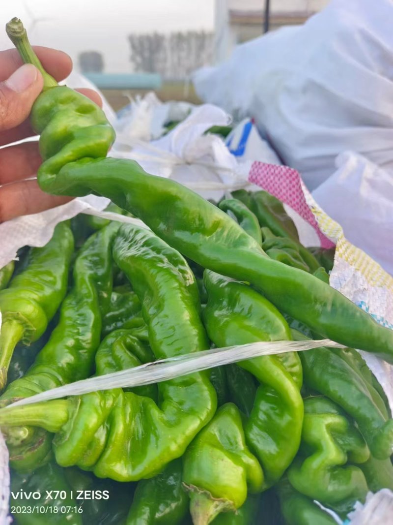 精品陇椒条直色绿产地直发供应商超量大从优欢迎选购