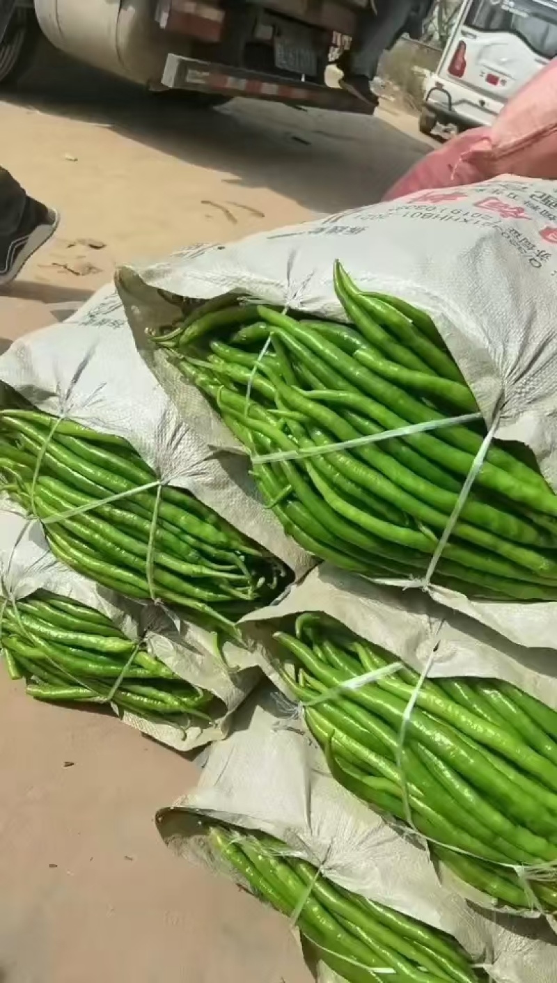 精品线椒5号产地直发条直包绿量大从优欢迎换购