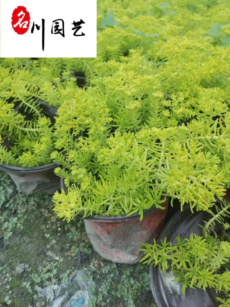 佛甲草杯苗大量批发成都佛甲草基地直供佛甲草工程苗