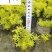 佛甲草杯苗大量批发成都佛甲草基地直供佛甲草工程苗